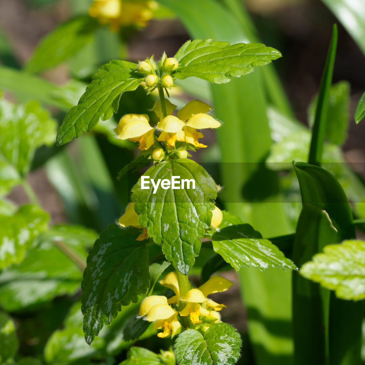 Close-up of yellow flowering plant