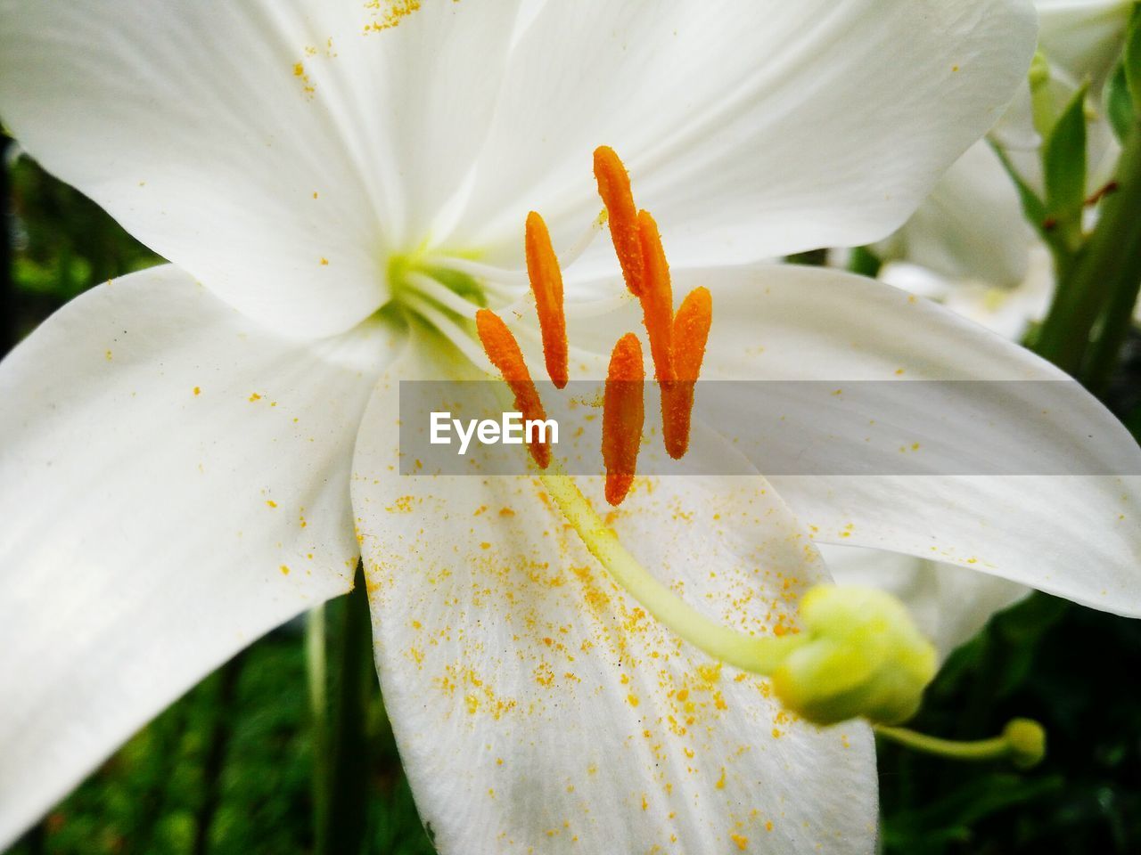 CLOSE-UP OF FRESH WHITE LILY BLOOMING OUTDOORS