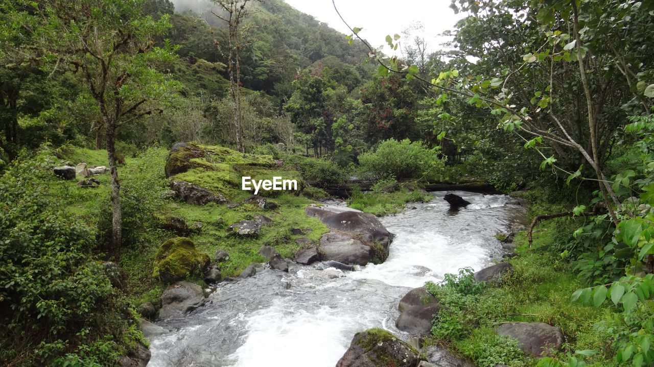 SCENIC VIEW OF WATERFALL IN FOREST