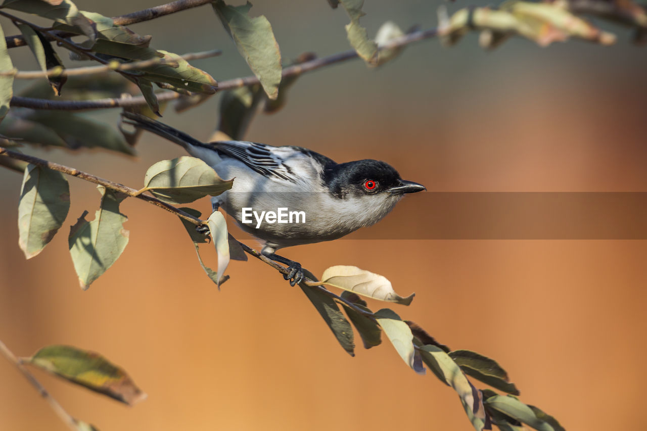 BIRD PERCHING ON A BRANCH