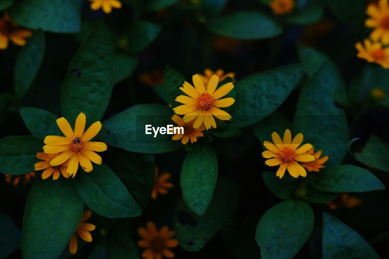 Close-up of yellow flowering plants