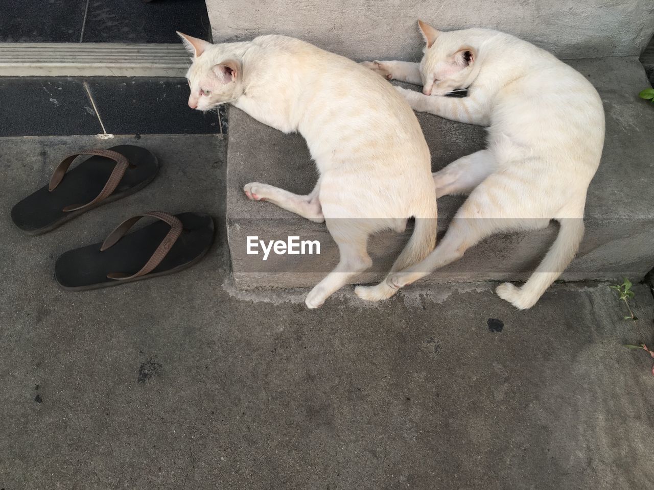 HIGH ANGLE VIEW OF CATS ON FLOOR