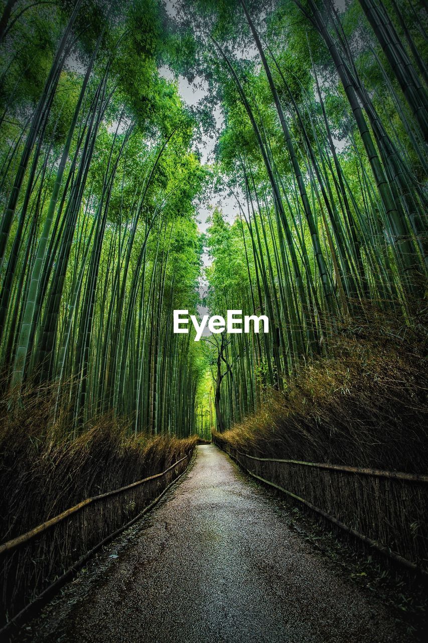 Walkway amidst bamboo in forest