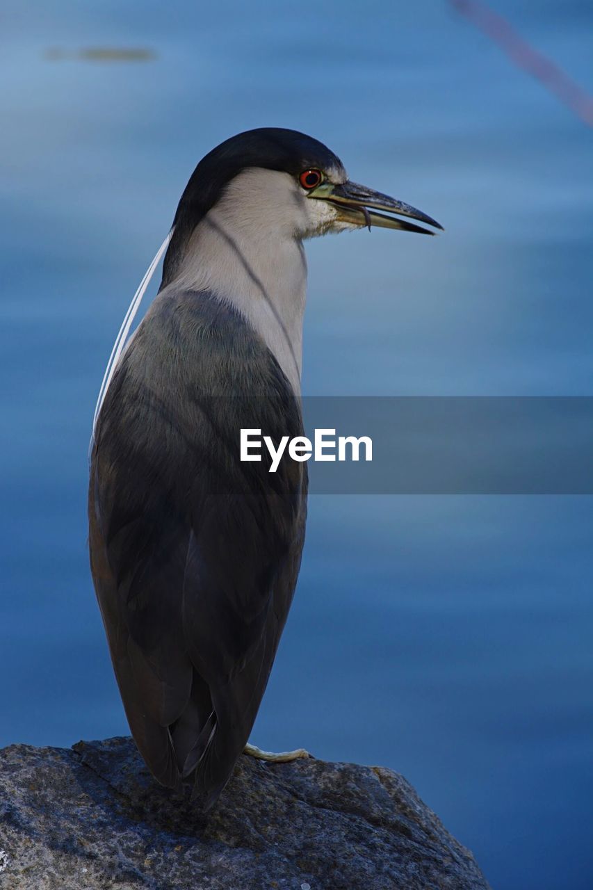 Close-up of bird perching on rock