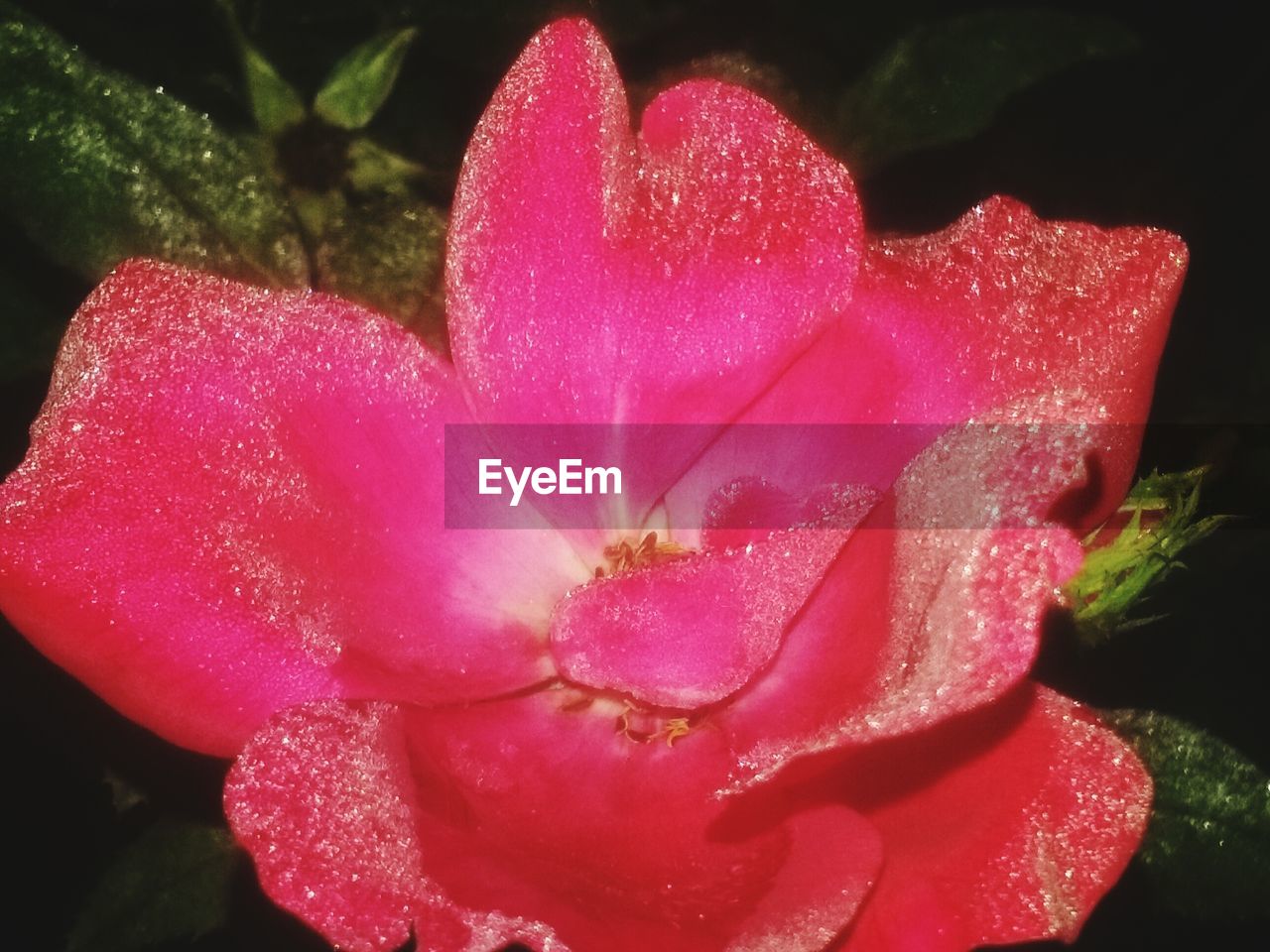 CLOSE-UP OF WATER DROPS ON PINK ROSE