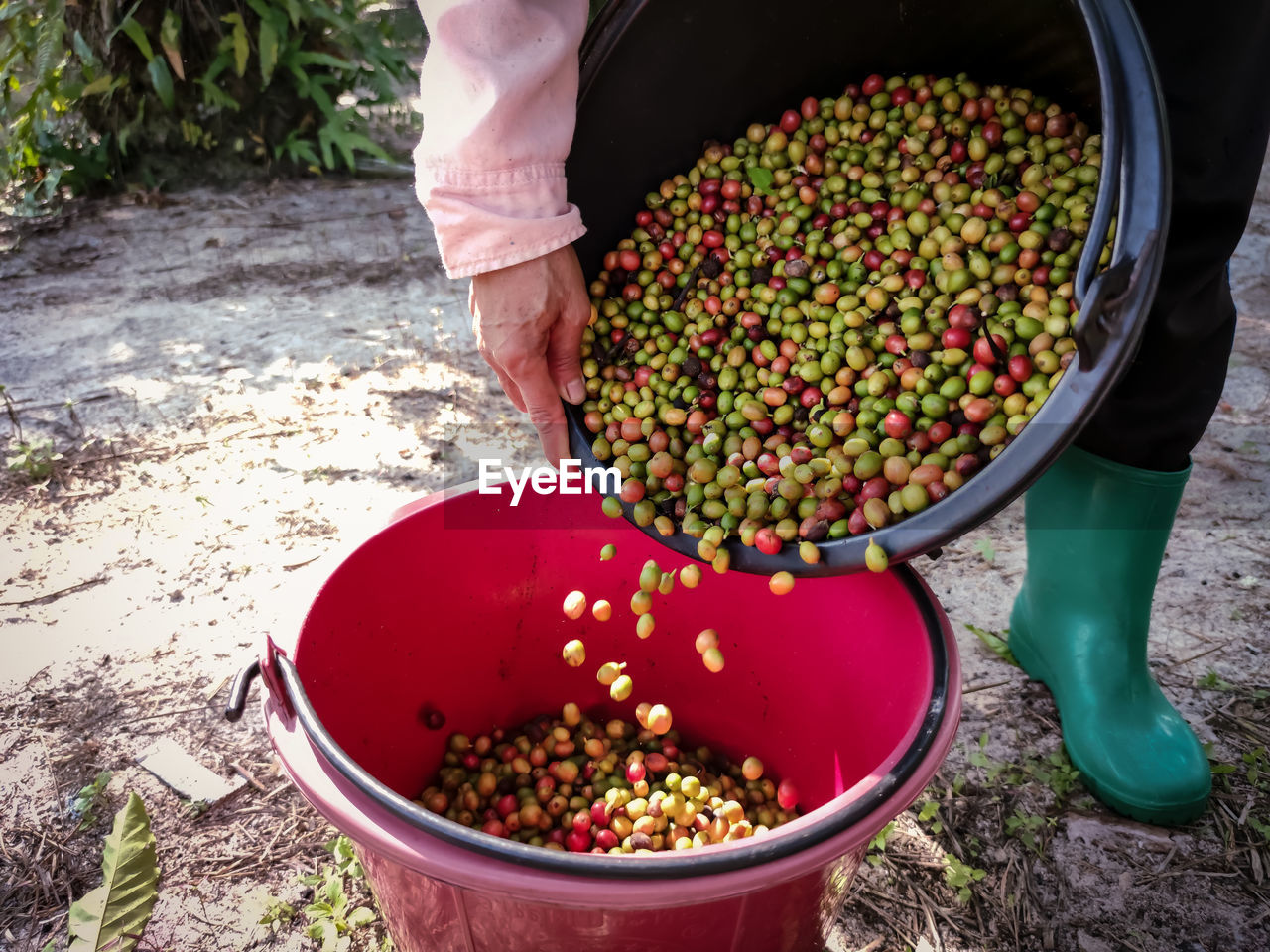 Hand holding coffee beans. high angle view of hand holding strawberries in basket