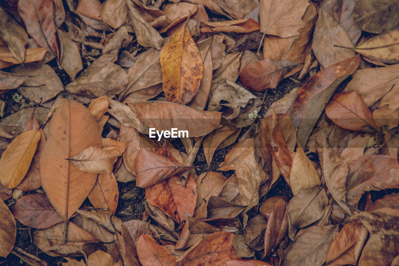 Full frame shot of dried autumn leaves on field