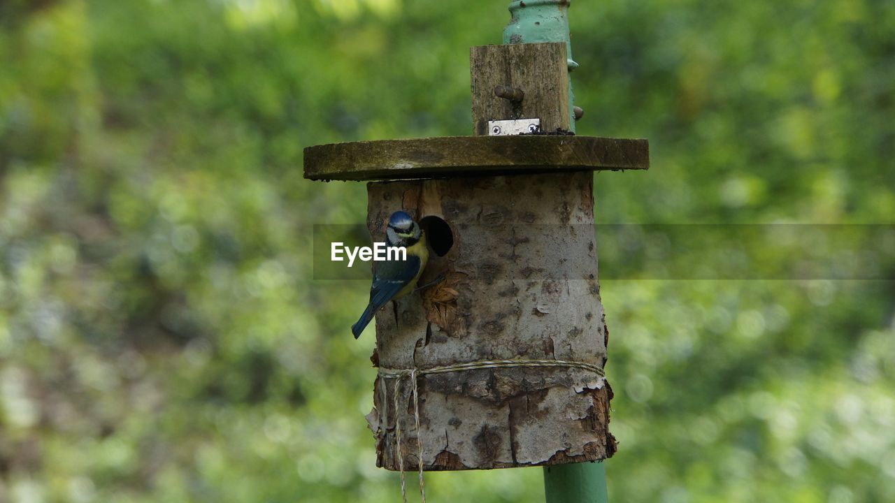 View of bird perching on wooden post