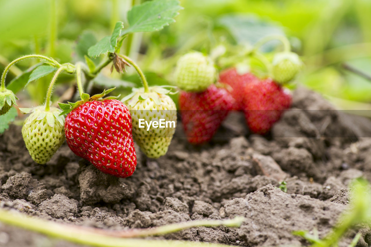 close-up of strawberries on field