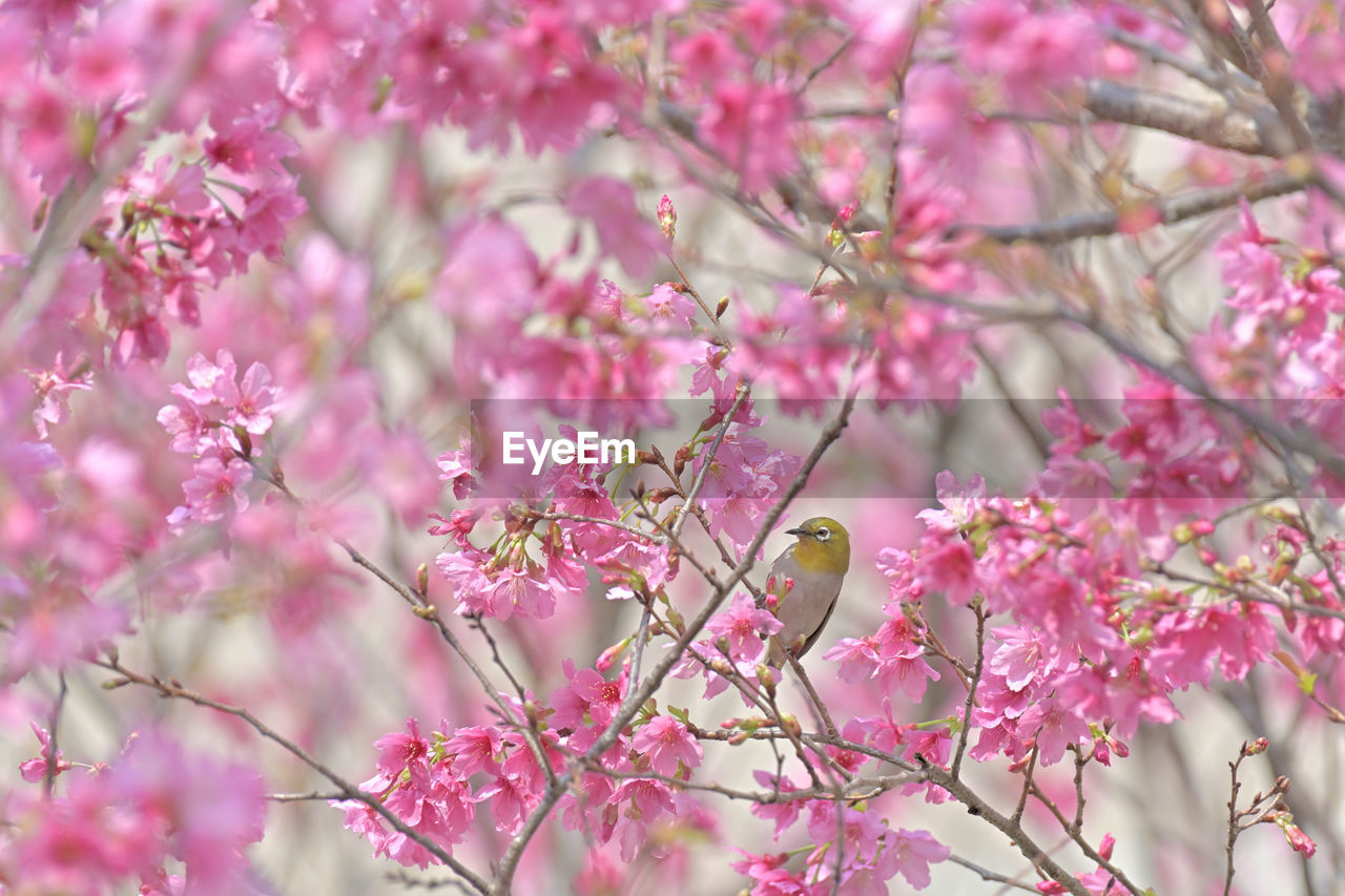 Low angle view of bird perching on tree