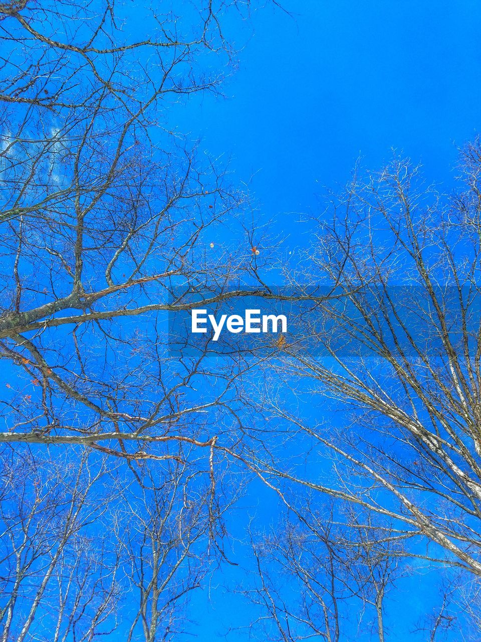 FULL FRAME SHOT OF TREE AGAINST BLUE SKY