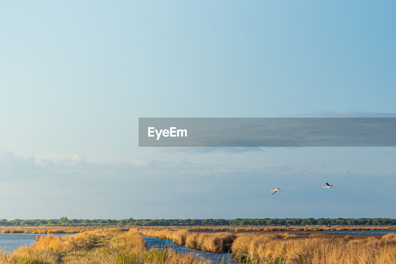 BIRDS FLYING OVER FIELD