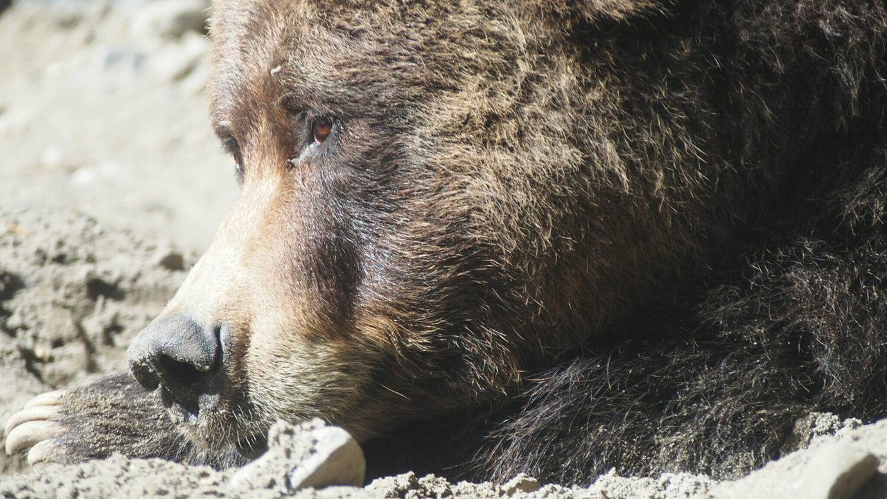 Close-up side view of a relaxed bear