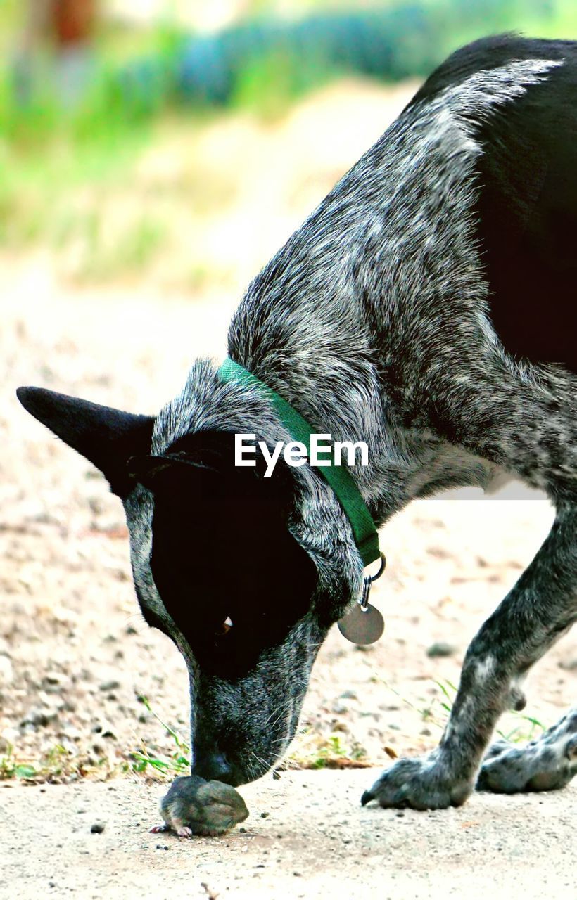 CLOSE-UP OF DOG AGAINST WALL