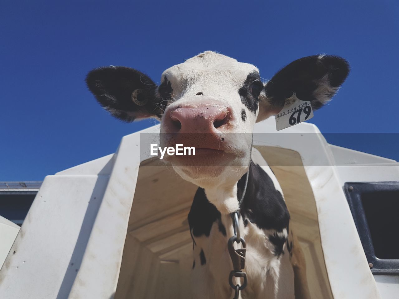 LOW ANGLE VIEW OF COW