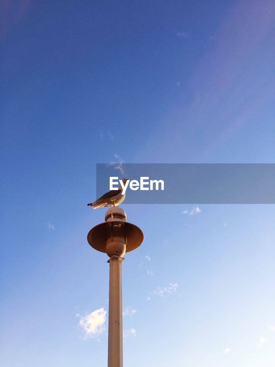 Low angle view of bird perched on blue sky