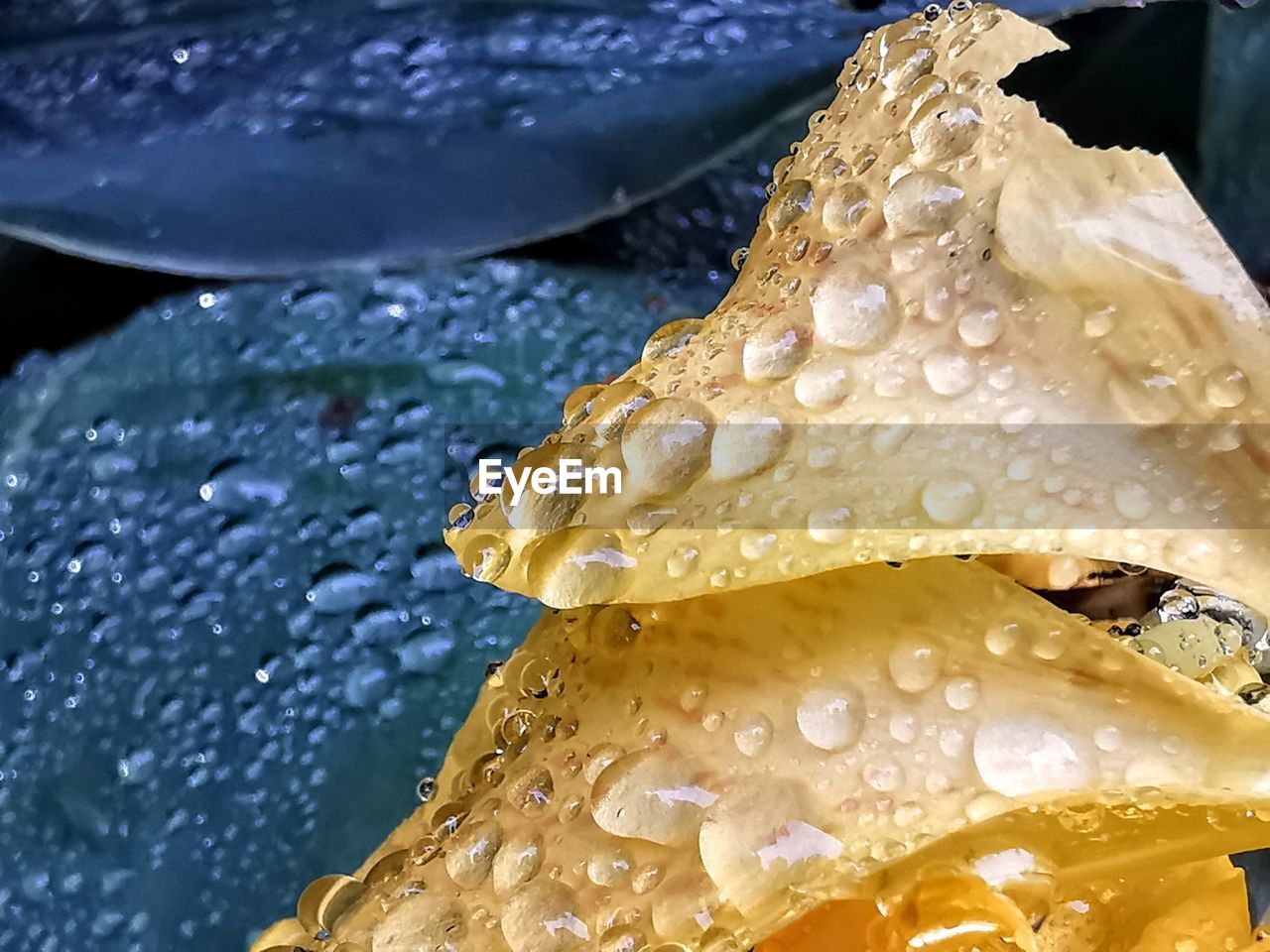 CLOSE-UP OF WATER DROPS ON YELLOW ROSE