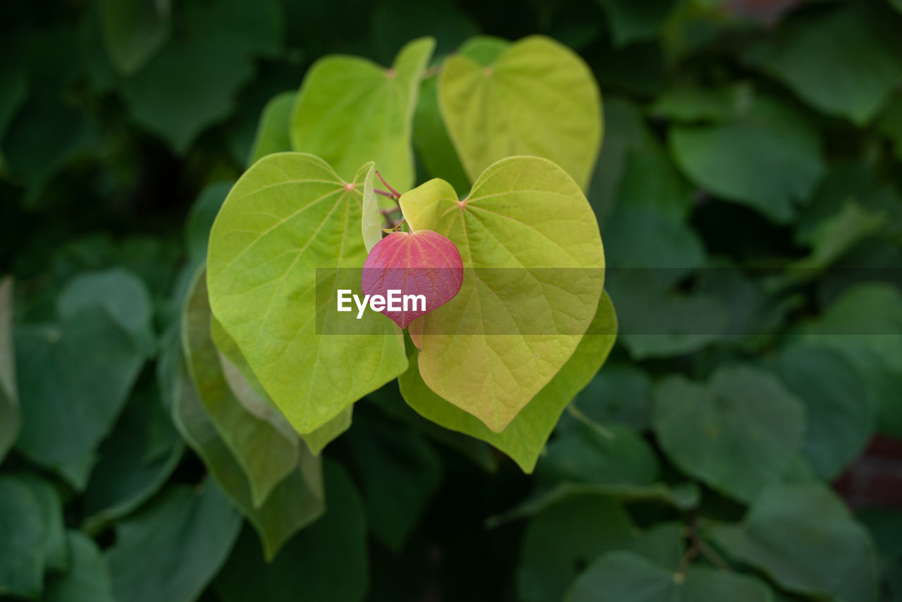 leaf, plant part, flower, plant, close-up, nature, green, beauty in nature, freshness, no people, growth, flowering plant, outdoors, fruit, food and drink, focus on foreground, food, macro photography, day, petal, produce, healthy eating, shrub, red