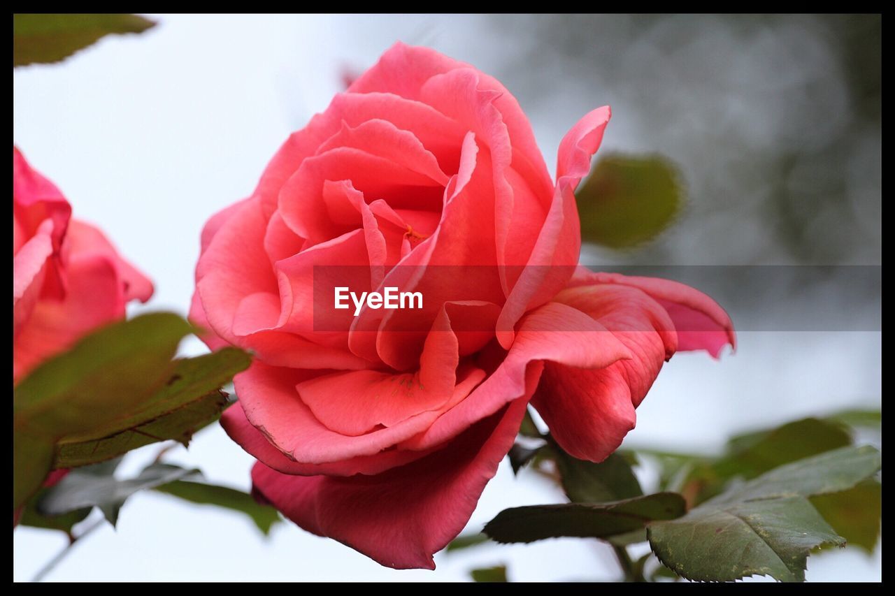 CLOSE-UP OF PINK ROSES BLOOMING AGAINST SKY