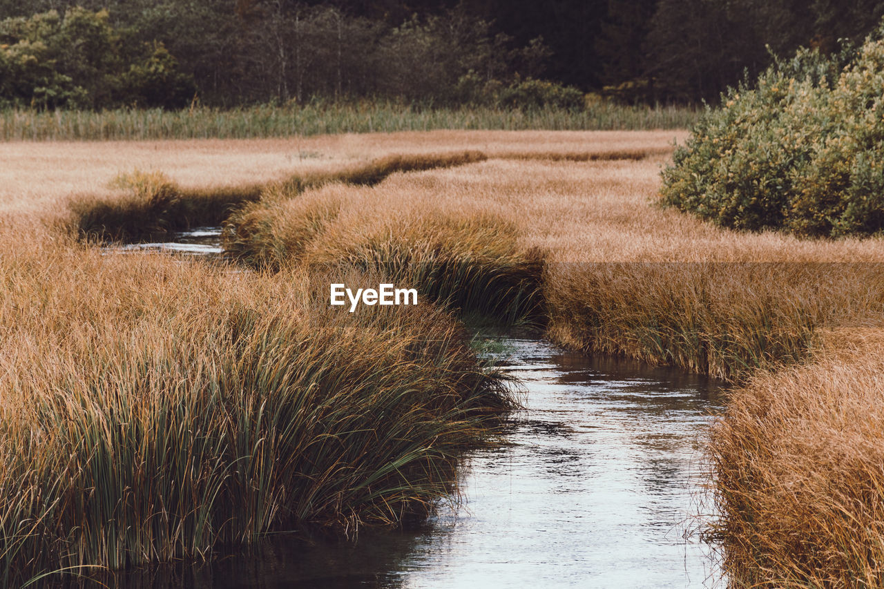 plant, marsh, water, growth, wetland, tranquility, nature, natural environment, beauty in nature, grass, tree, no people, river, scenics - nature, tranquil scene, land, day, waterway, landscape, bog, wilderness, fen, environment, non-urban scene, outdoors, field, rural area, pond, reflection, stream, reed