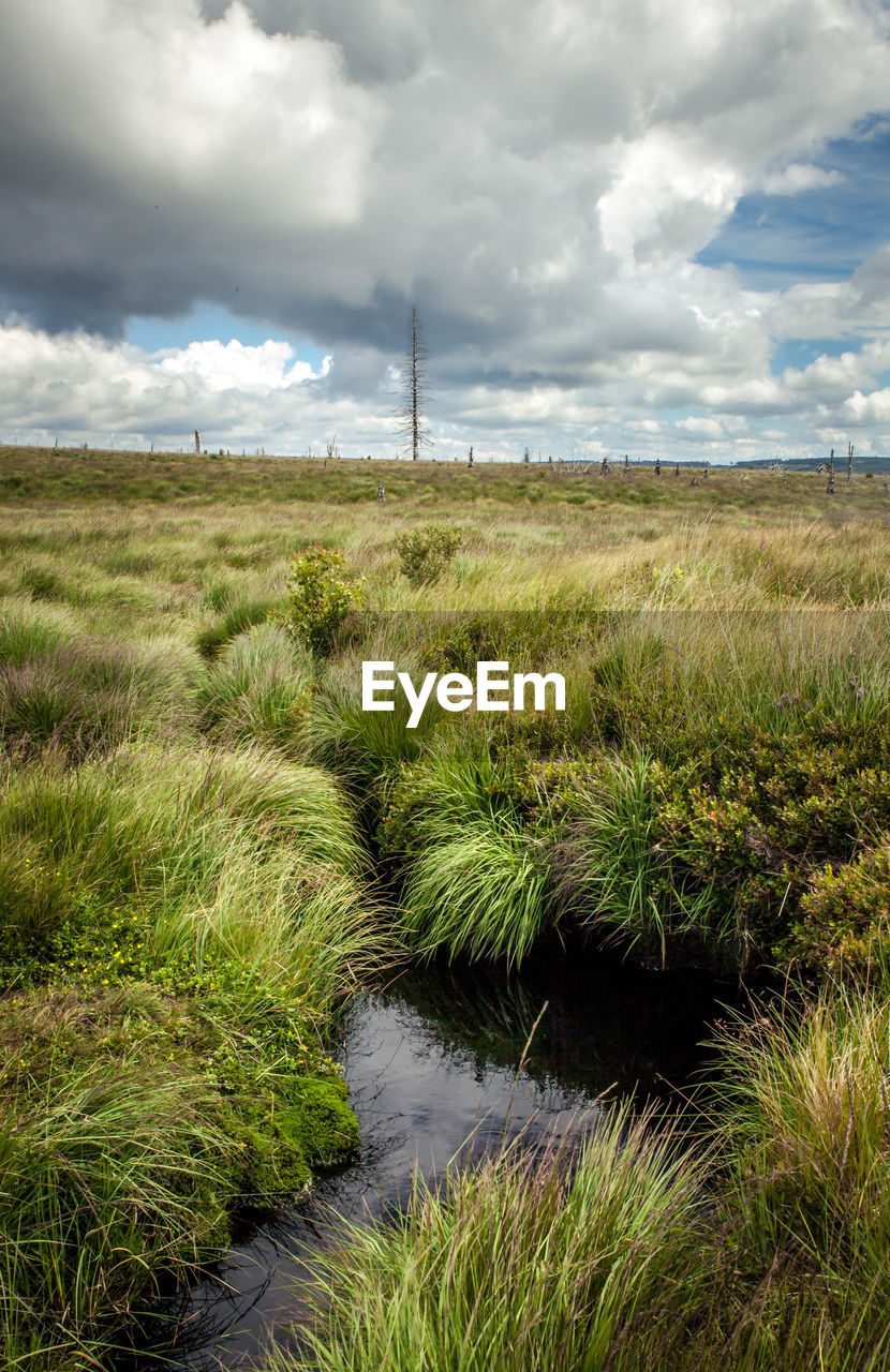 SCENIC VIEW OF FIELD