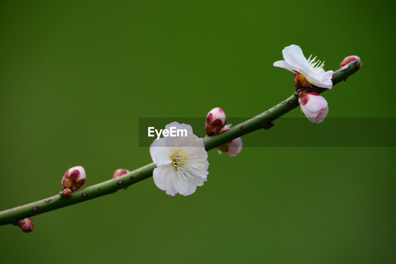 plant, flower, flowering plant, freshness, beauty in nature, fragility, blossom, macro photography, green, bud, plant stem, nature, green background, close-up, flower head, branch, growth, petal, inflorescence, springtime, tree, no people, leaf, colored background, produce, twig, focus on foreground, outdoors, pink, day, copy space