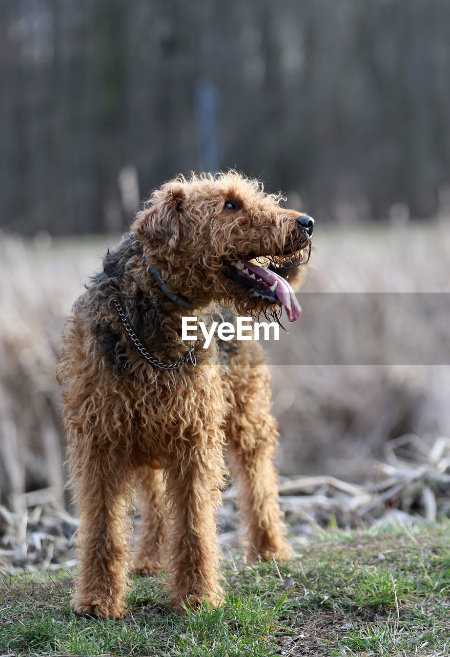Dog looking away on field