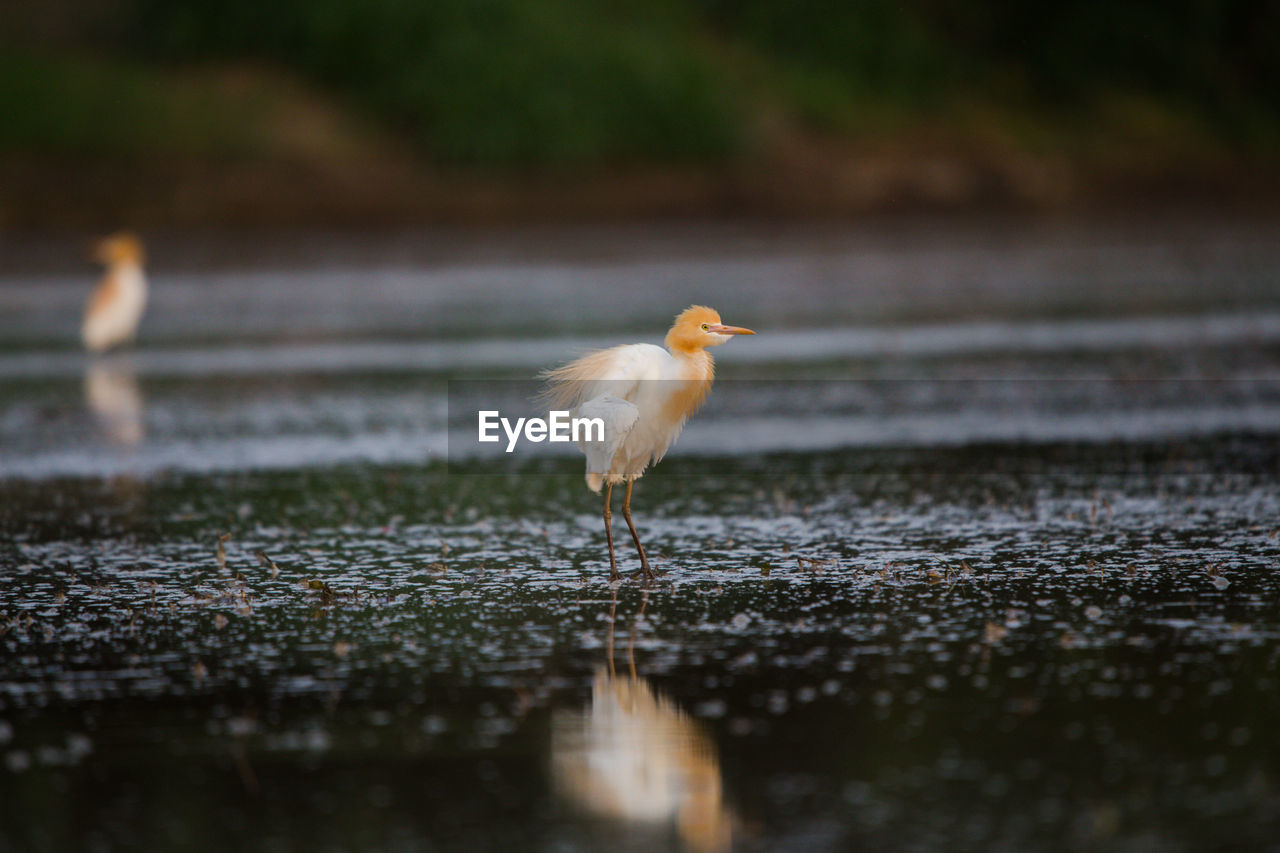 Bird perching on a lake