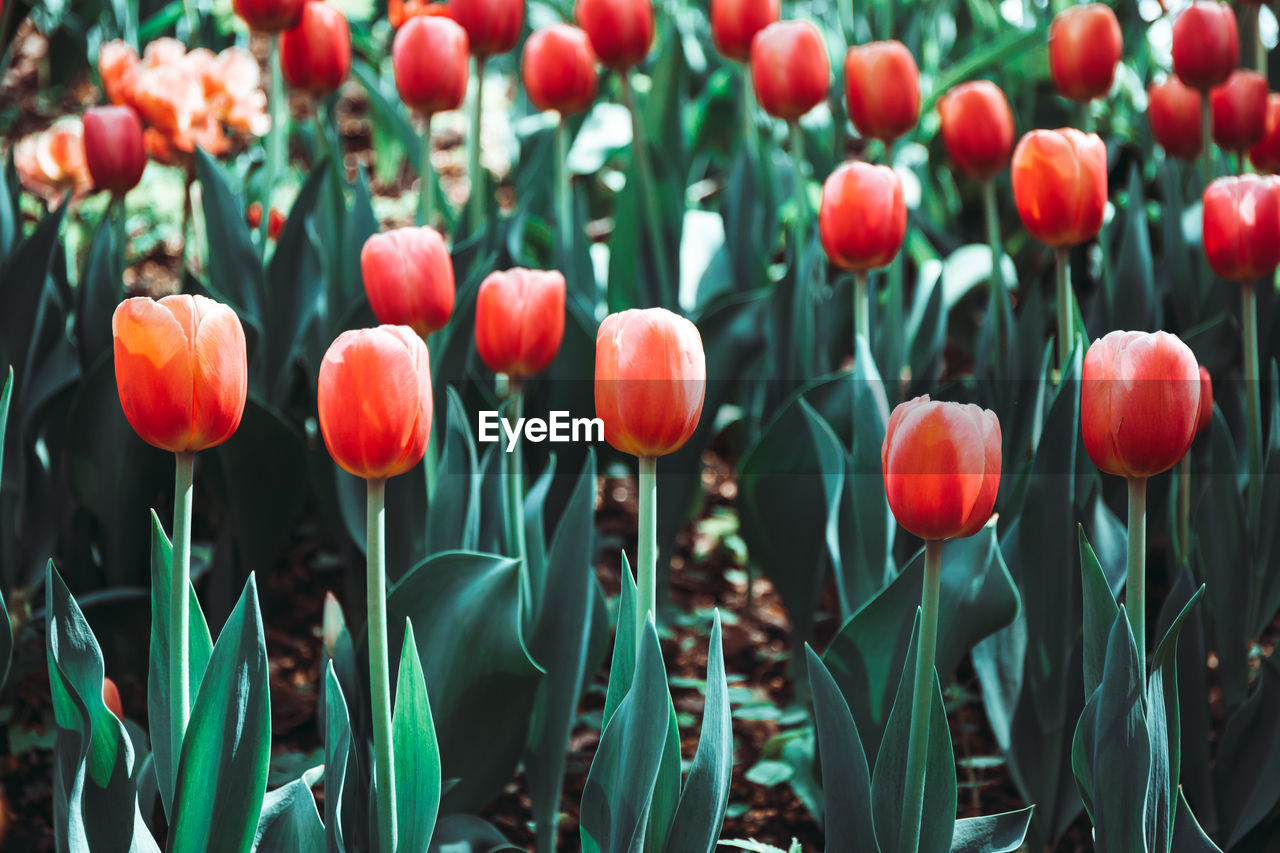 Close-up of red tulips in field