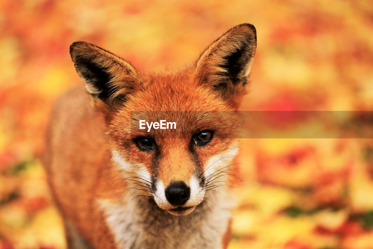 Close-up portrait of red fox on field