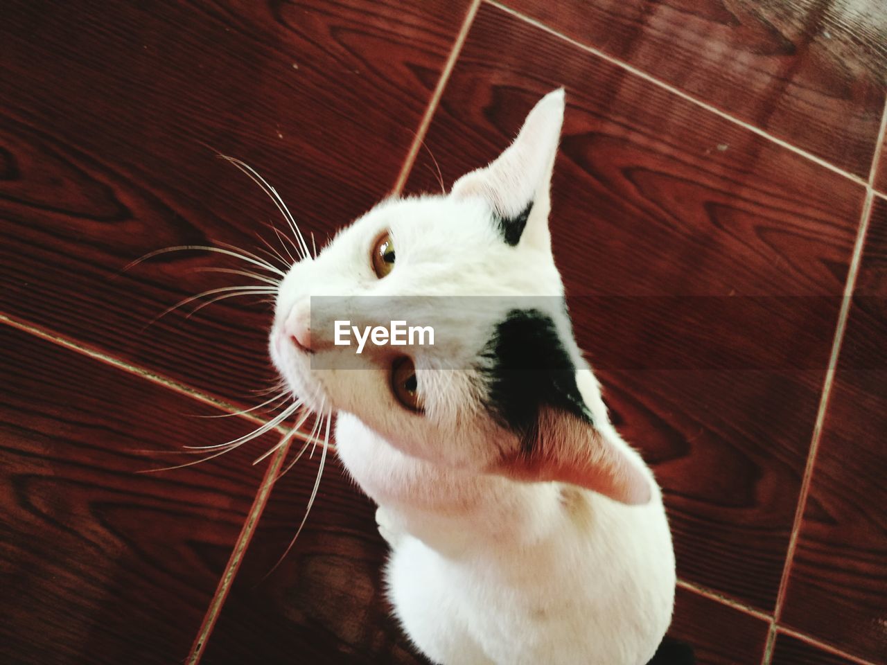 CLOSE-UP OF CAT ON CARPET