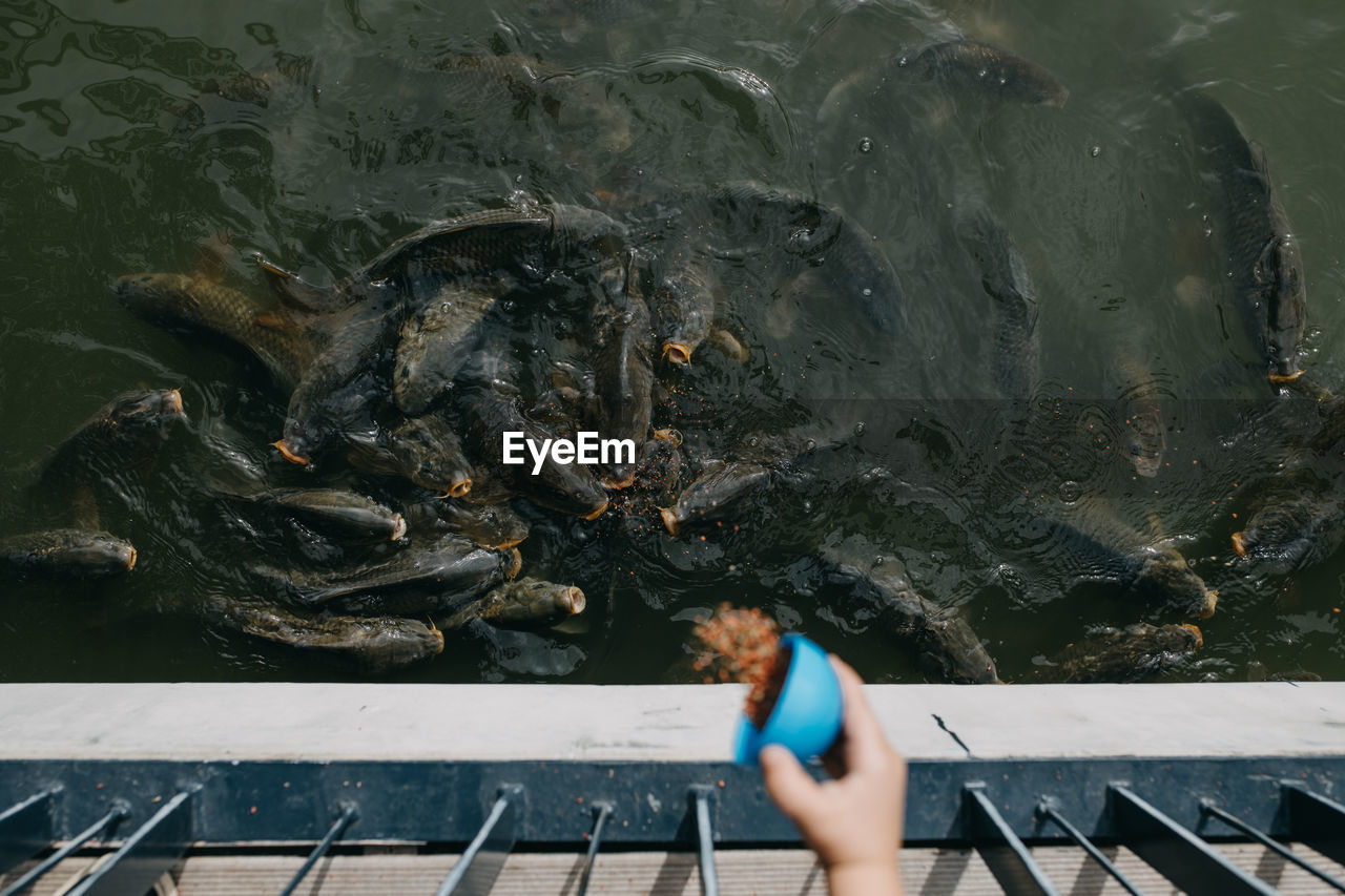 Child feeding fishes