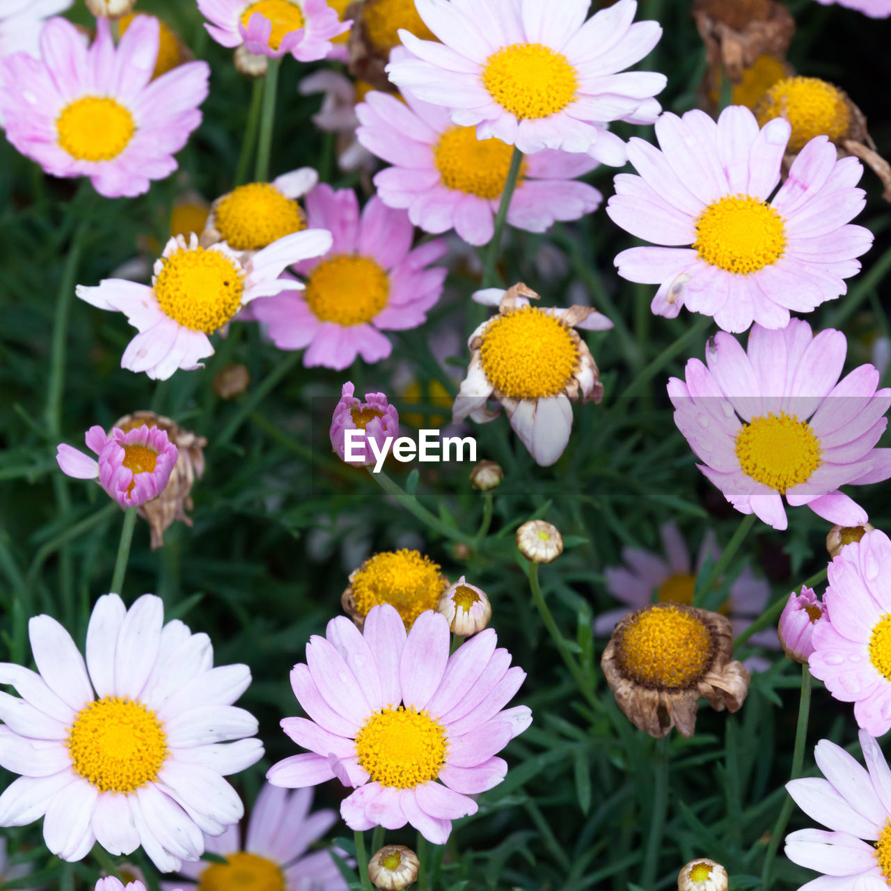 CLOSE-UP OF FLOWERING PLANTS