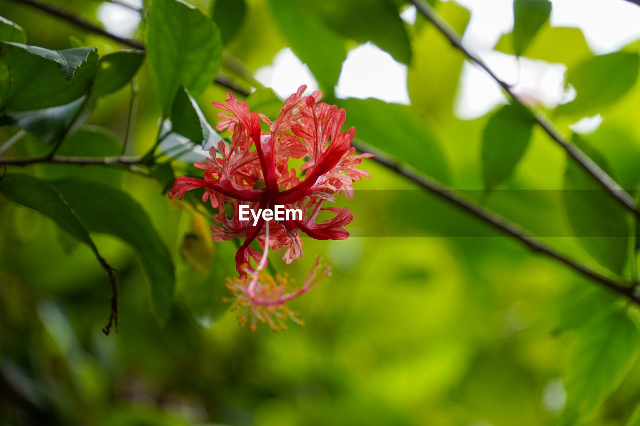 plant, leaf, plant part, flower, flowering plant, beauty in nature, nature, green, blossom, tree, red, freshness, shrub, branch, environment, close-up, no people, outdoors, growth, macro photography, summer, fragility, travel, tropical climate, tourism, travel destinations, social issues, food and drink, botany, produce, environmental conservation, springtime, land, petal, multi colored, food