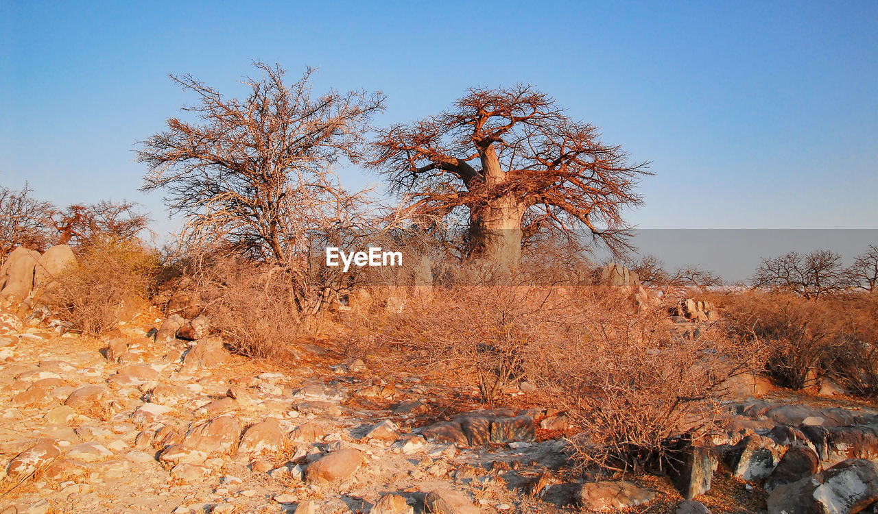 Baobab tree in the savannah of etosha national park