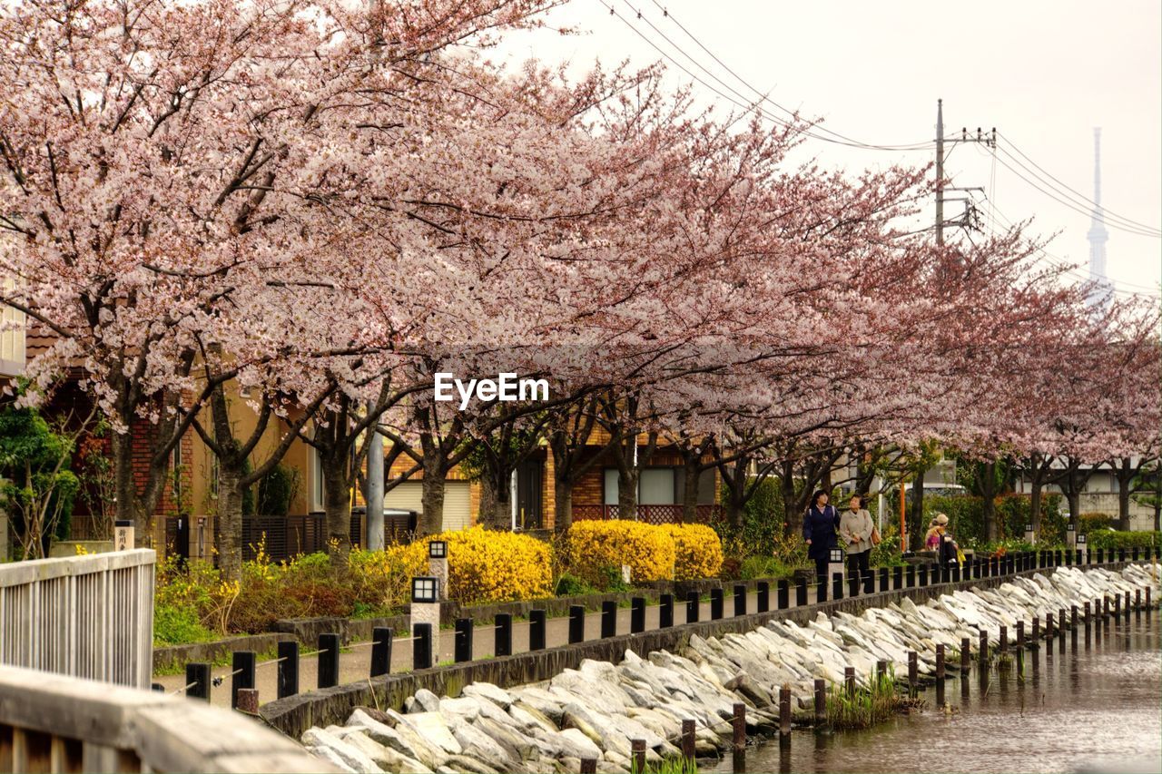 FLOWERS GROWING ON TREE TRUNK