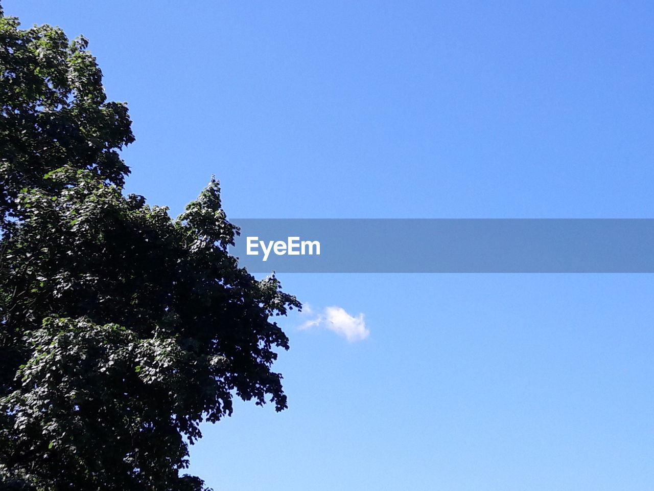 LOW ANGLE VIEW OF TREE AGAINST SKY