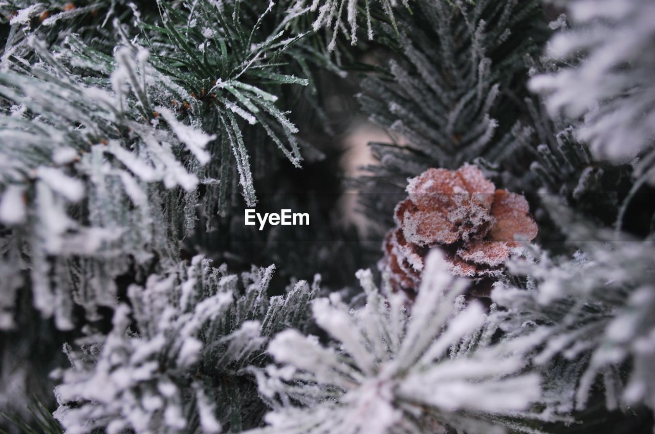 Close-up of snow covered pine tree