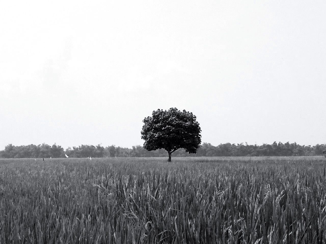 Tree growing in rural field against clear sky