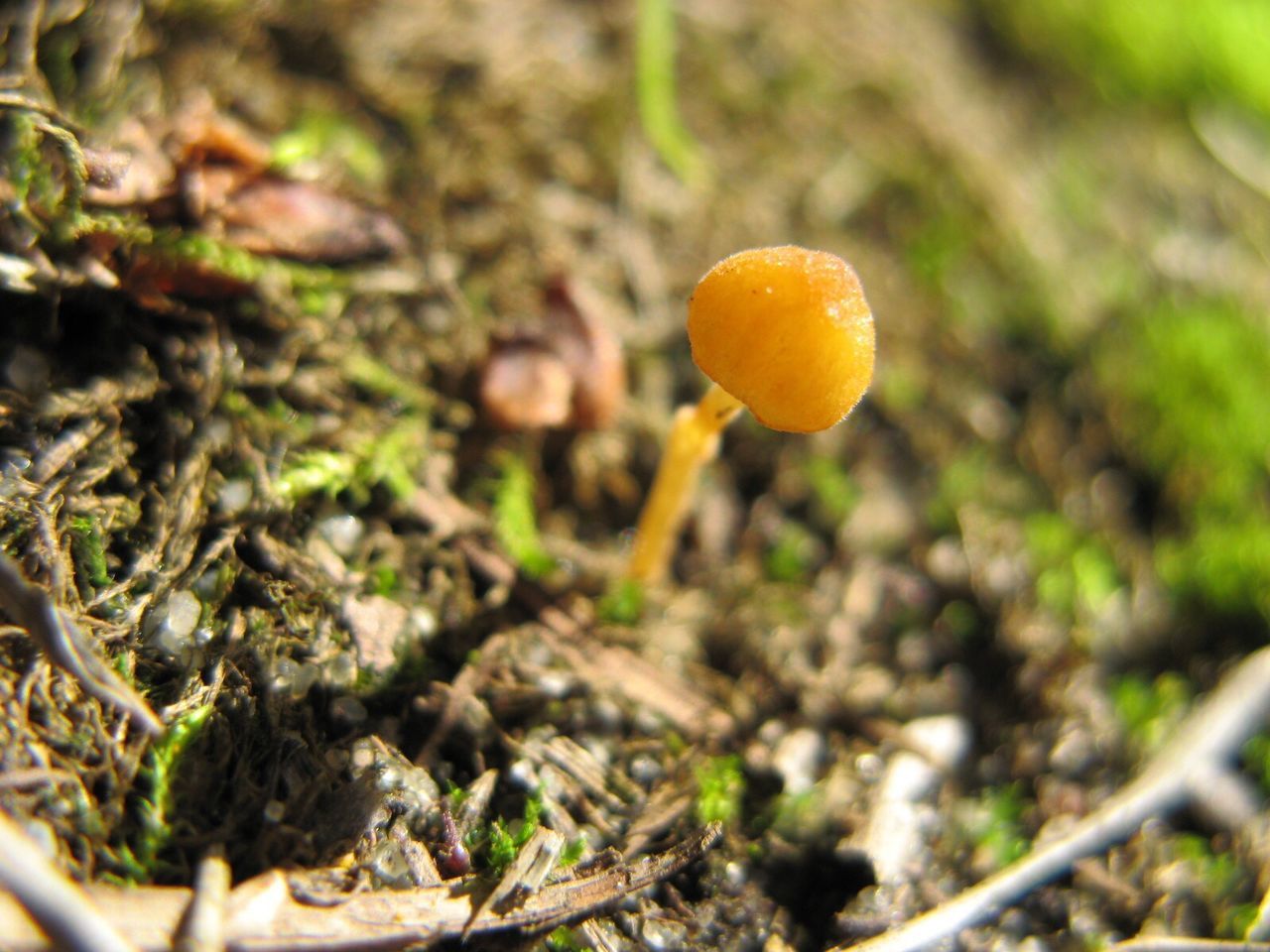 CLOSE-UP OF MUSHROOMS GROWING ON TREE TRUNK