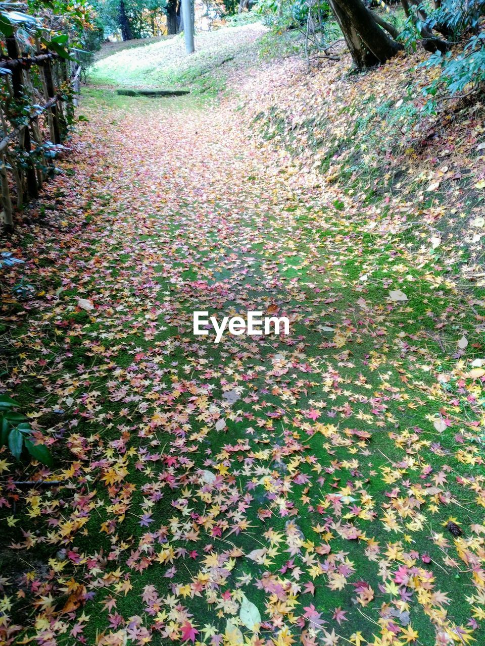 FLOWERS GROWING ON GROUND