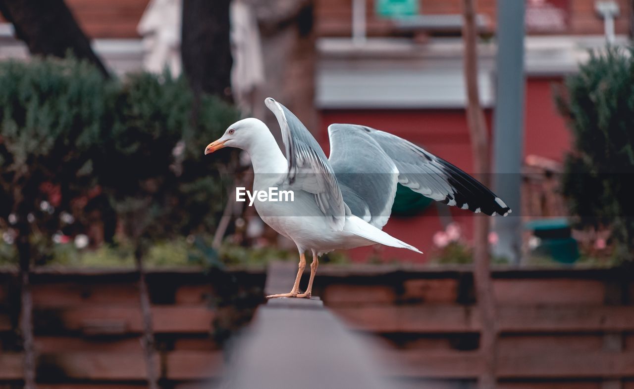 CLOSE-UP OF SEAGULL PERCHING OUTDOORS