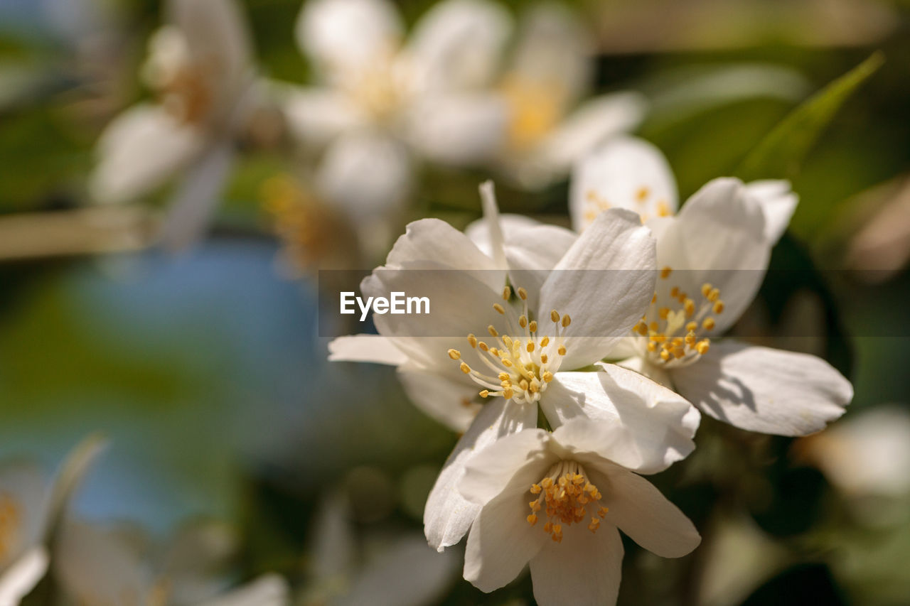 CLOSE-UP OF FRESH WHITE FLOWER TREE