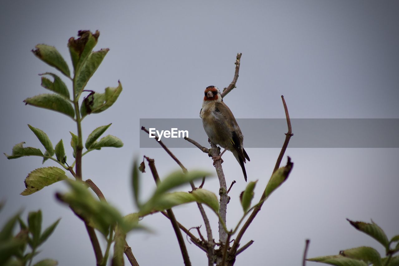 BIRD PERCHING ON A PLANT