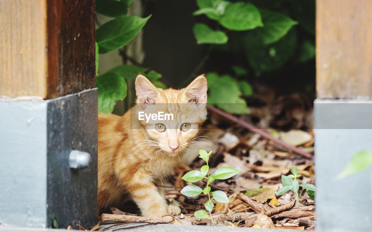 CLOSE-UP PORTRAIT OF GINGER CAT ON WOODEN WALL