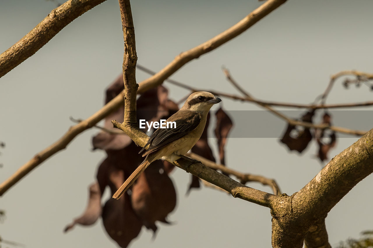 LOW ANGLE VIEW OF BIRD PERCHING ON TREE