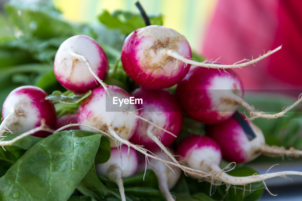 Radishes harvested in the organic garden for sale at the street fair