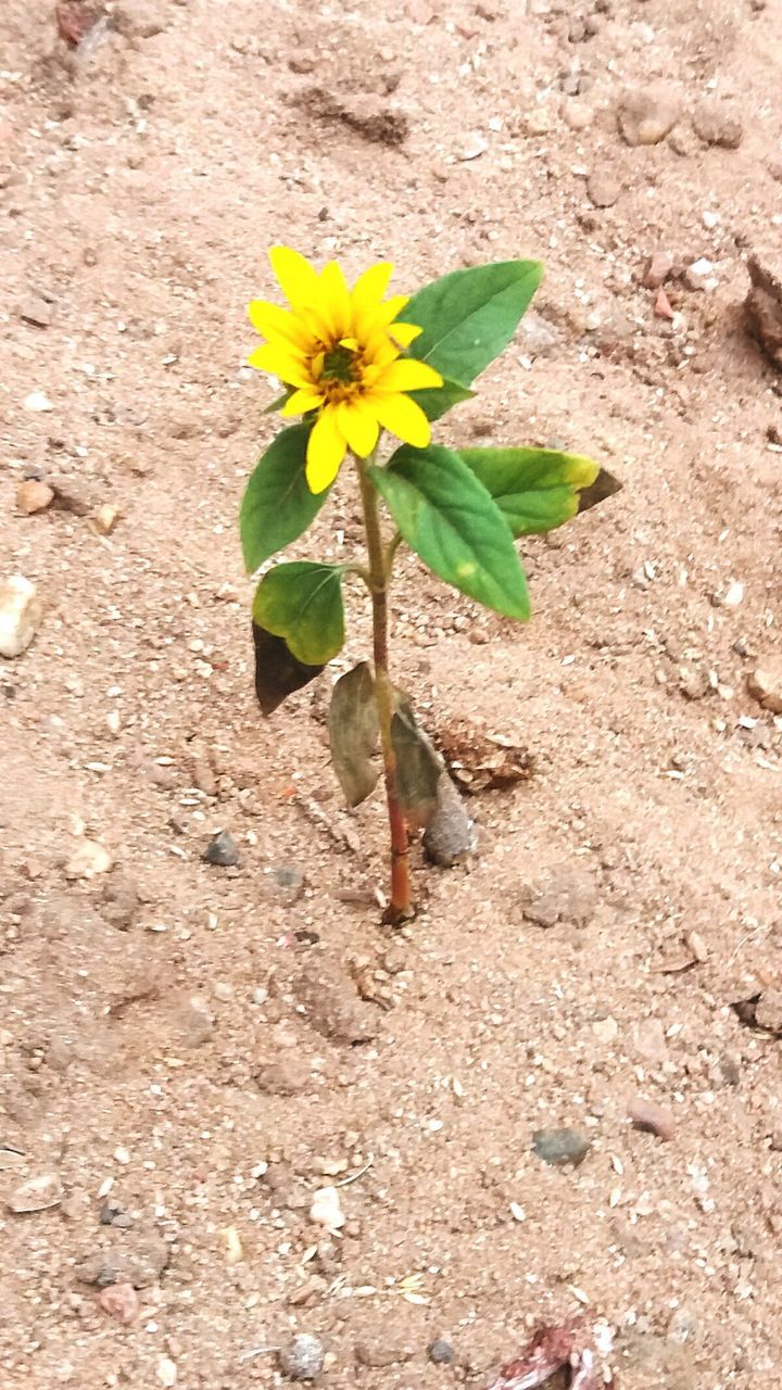 CLOSE-UP OF YELLOW FLOWER BLOOMING OUTDOORS