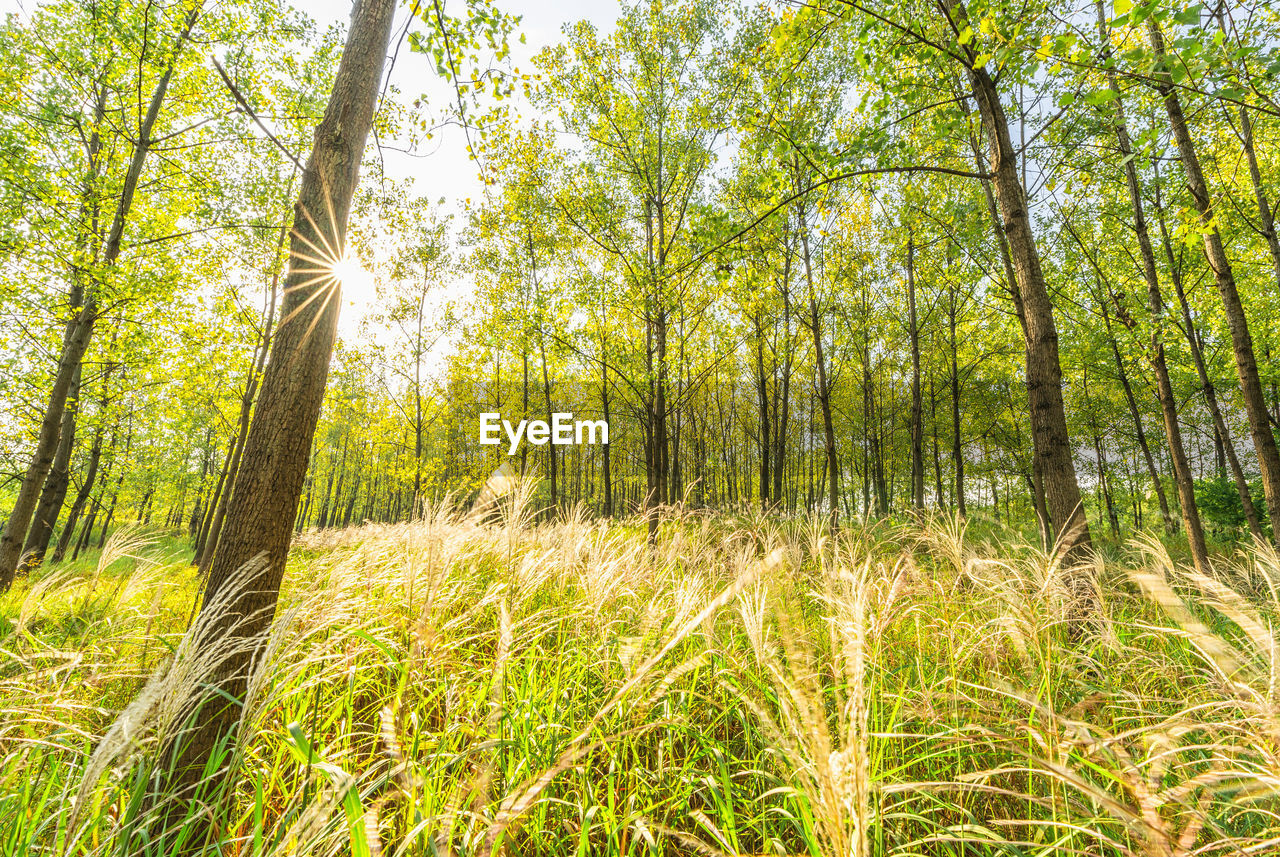 Sunlight streaming through trees in forest