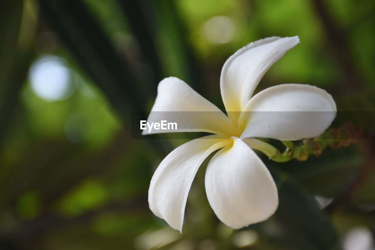 Close-up of white frangipani flower